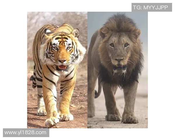 美洲豹与老虎的力量对决谁才是丛林之王的真正霸主